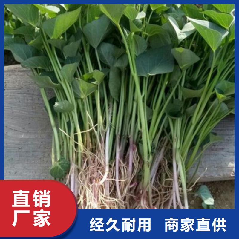 ：紫薯苗