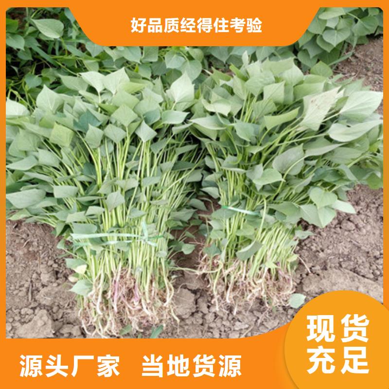 紫薯苗厂家，价廉