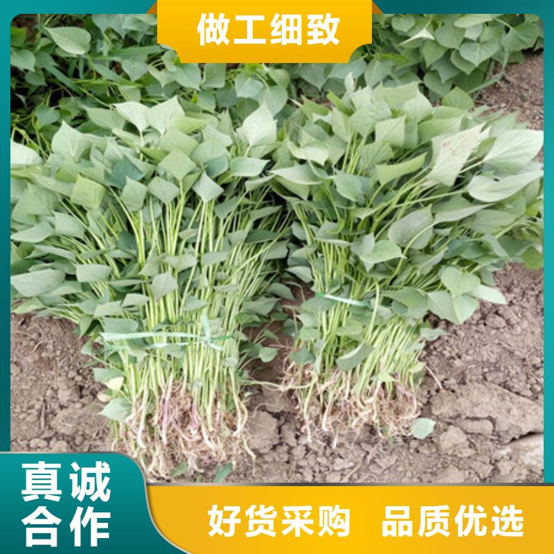 紫薯苗_按需定制