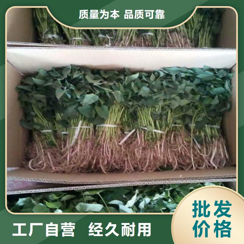 紫薯苗放心选择