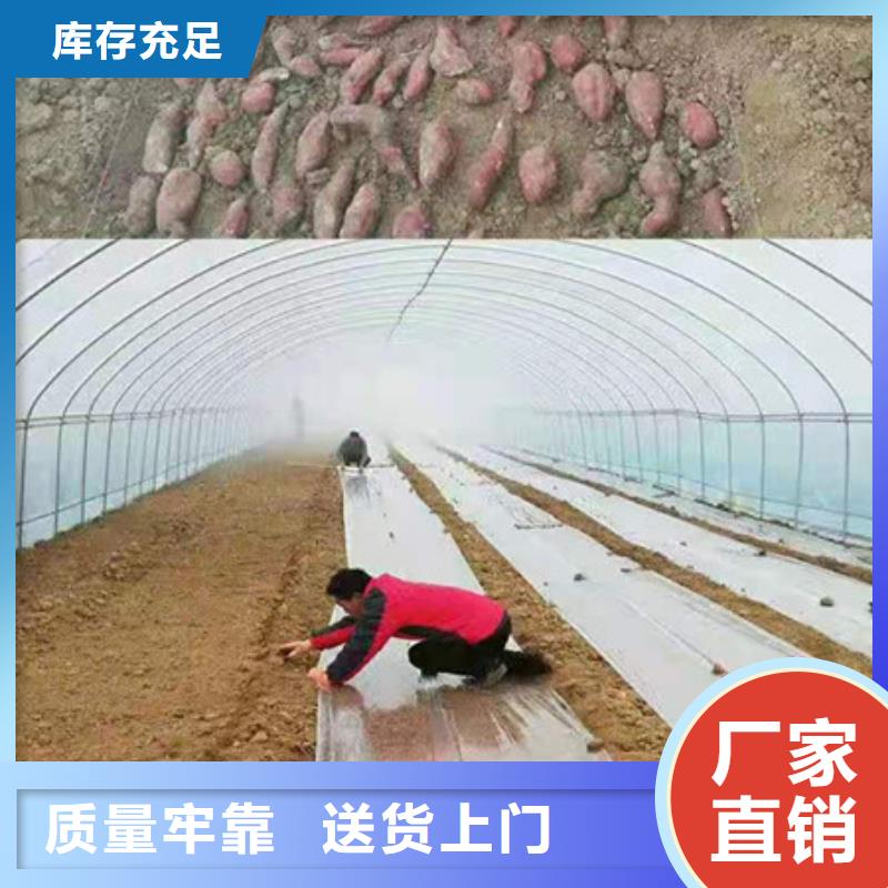 紫薯苗好货