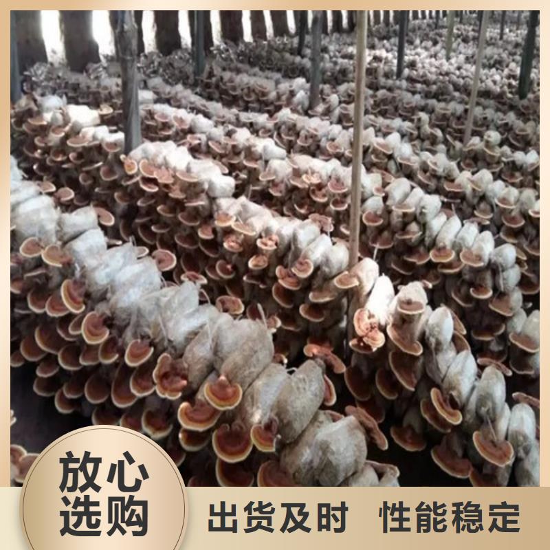 泡茶灵芝-实力厂家