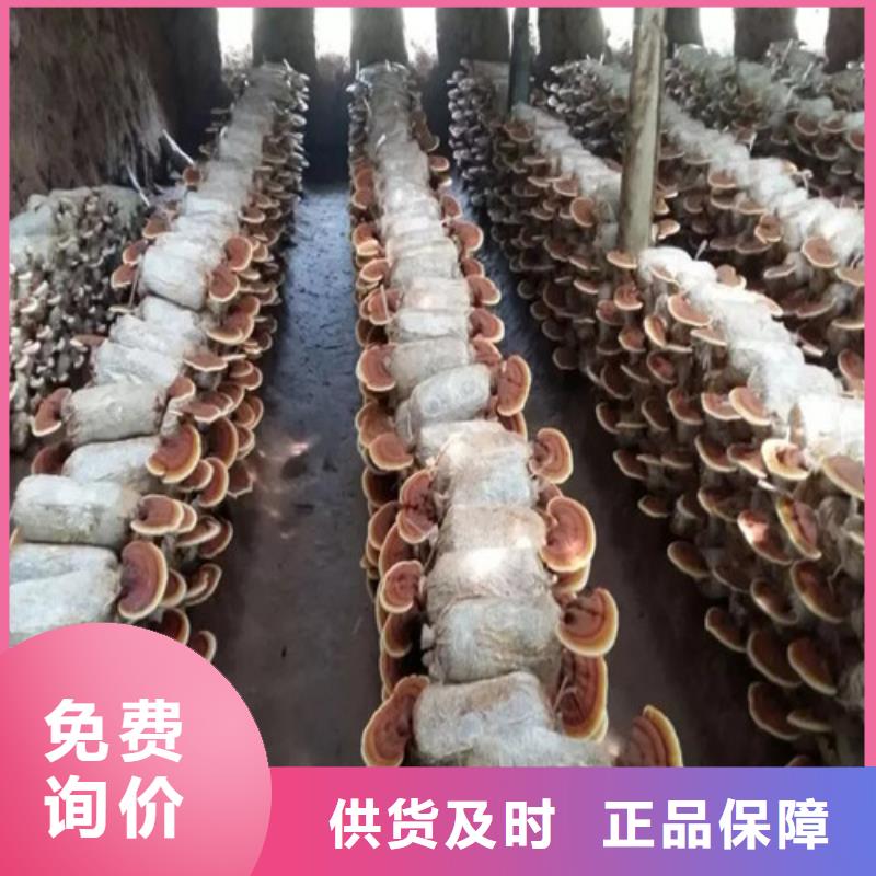 规格齐全的泡酒灵芝基地
