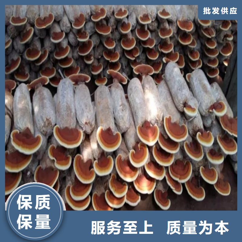 质量优的赤灵芝实体厂家