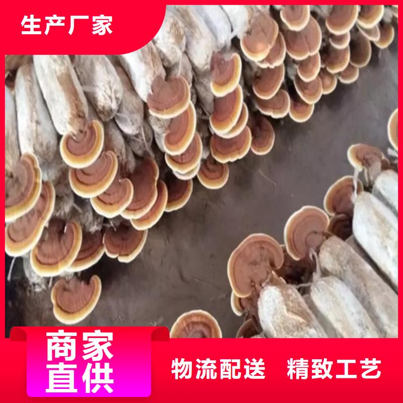 煲汤灵芝优选品质厂家