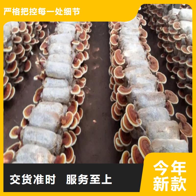 赤灵芝价格公道