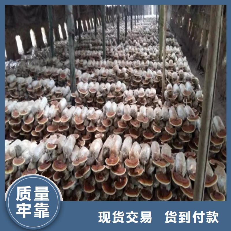 干灵芝质量上乘厂家