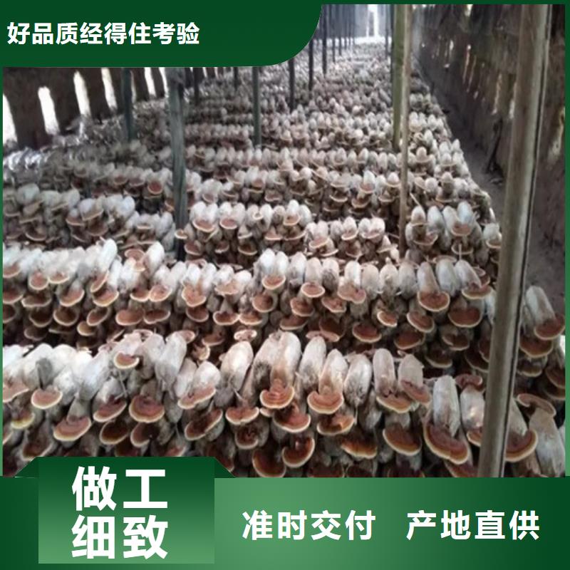 经验丰富的椴木灵芝厂家