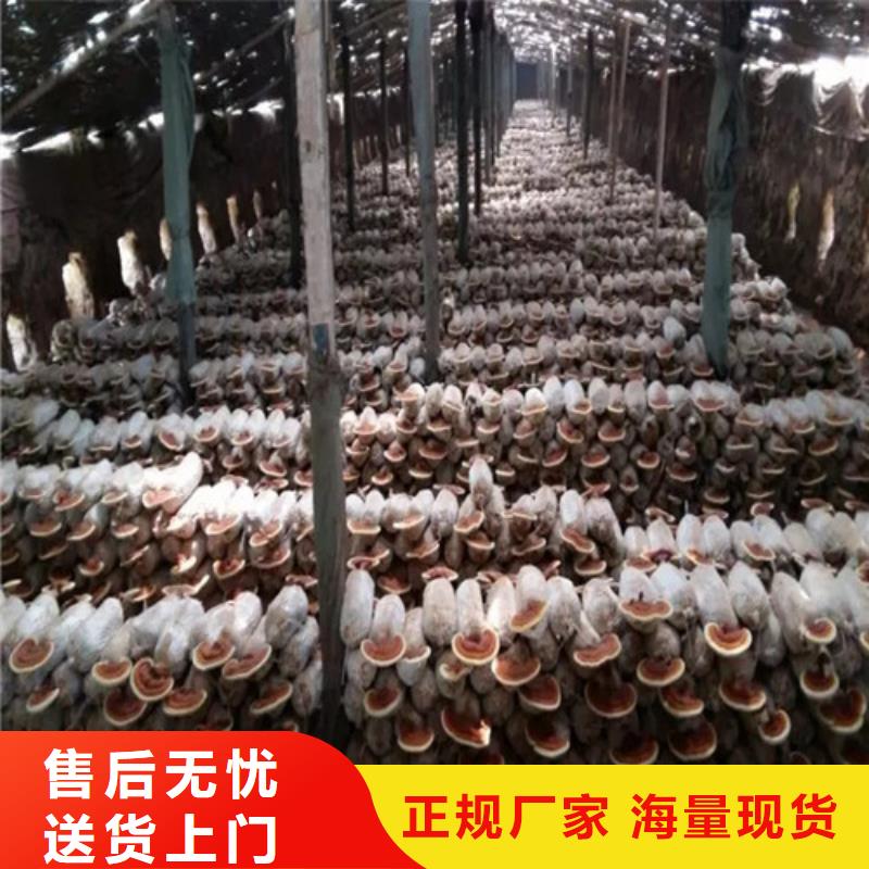 泡茶灵芝销往全国