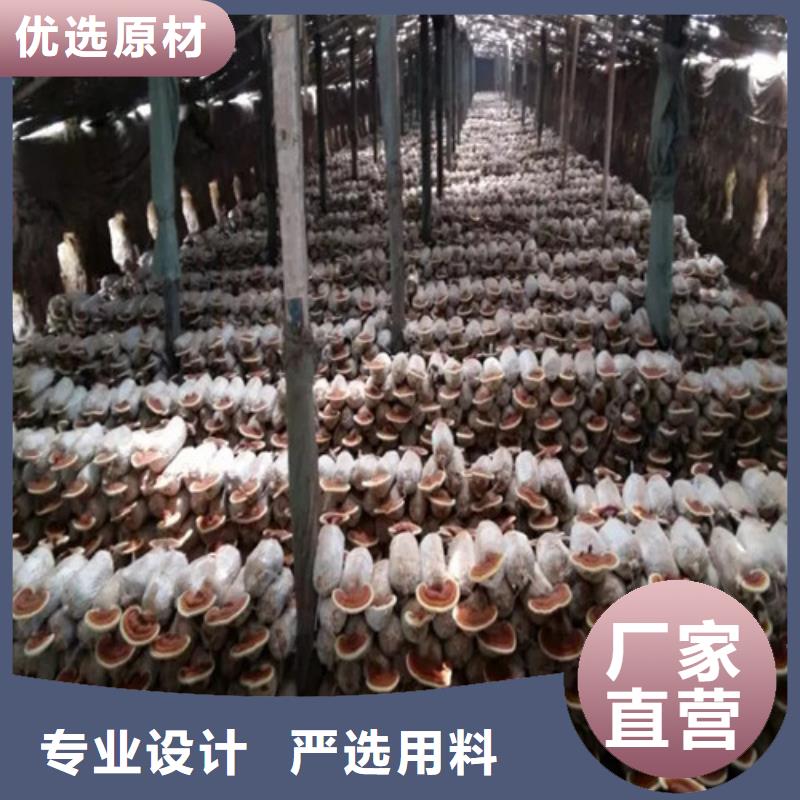 新鲜灵芝欢迎新老客户来电咨询