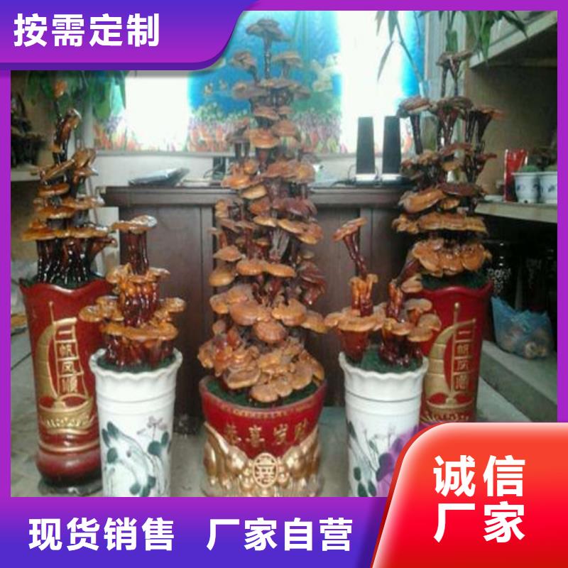 天然灵芝-存货充足