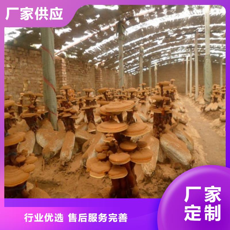 支持定制的灵芝批发商