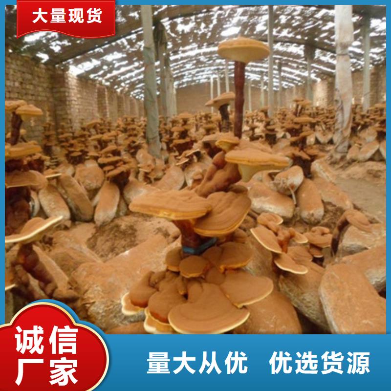 质优价廉的泡酒灵芝批发商