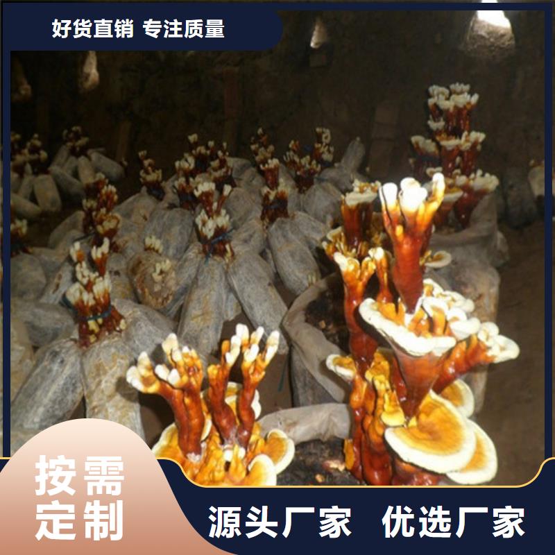 买的放心-泡茶灵芝厂家