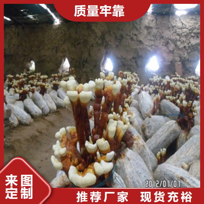 信誉好的袋料灵芝厂家_质量保证