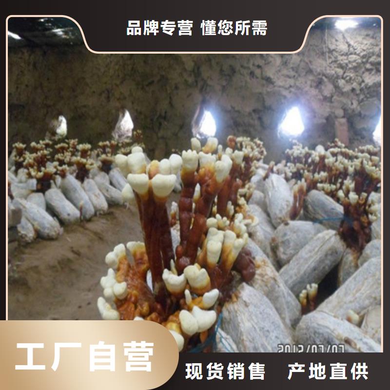 干灵芝随时发货快