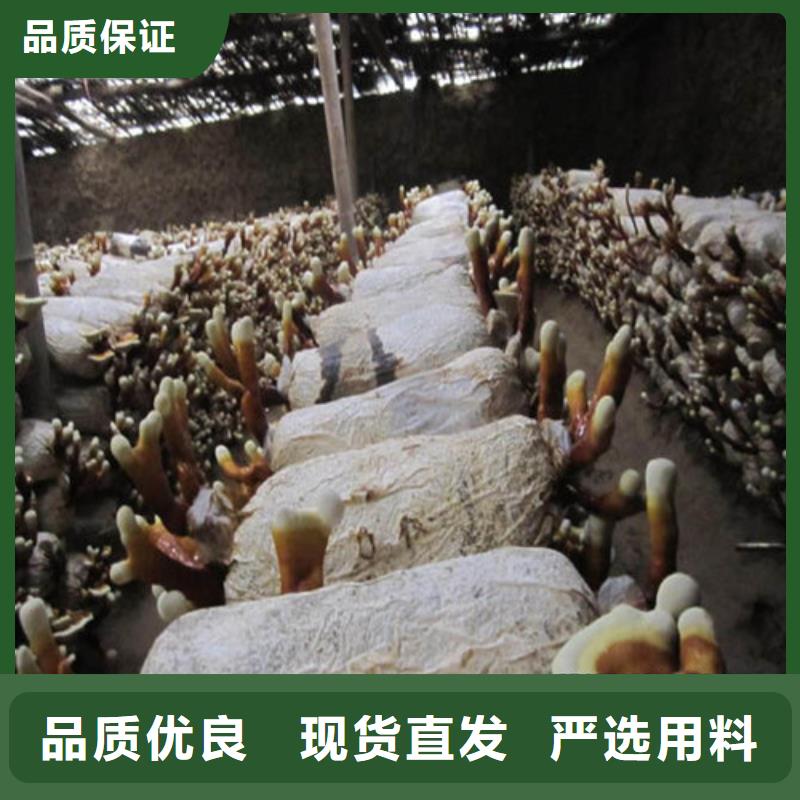 赤灵芝来电报价