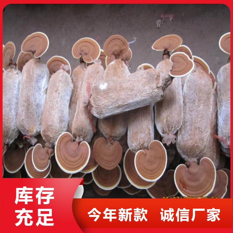 湿灵芝发货及时