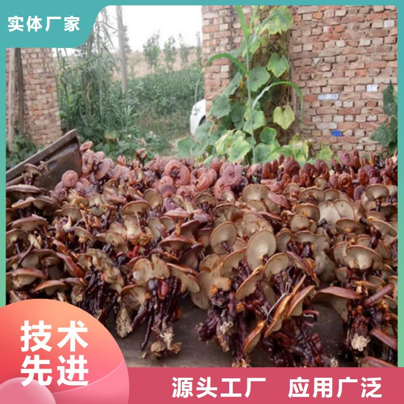 干灵芝-用的放心
