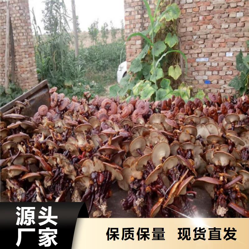 煲汤灵芝咨询享优惠