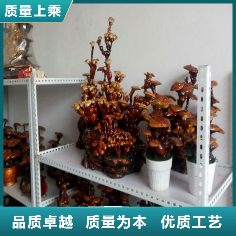 湿灵芝生产设备先进