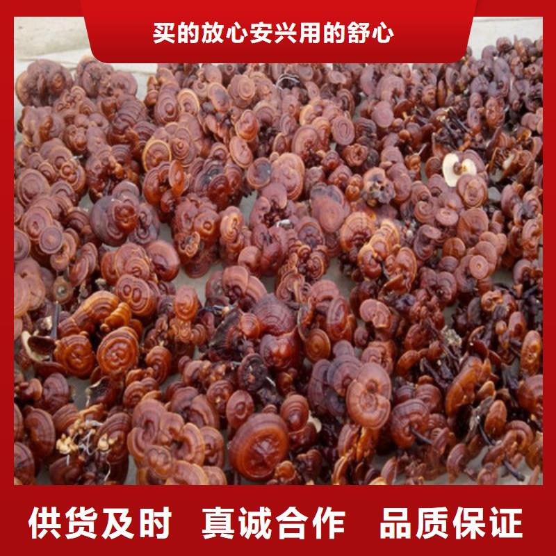 赤灵芝专业供货商