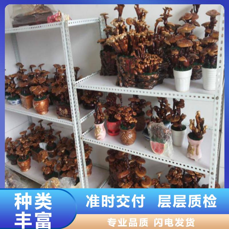 新鲜灵芝发货及时