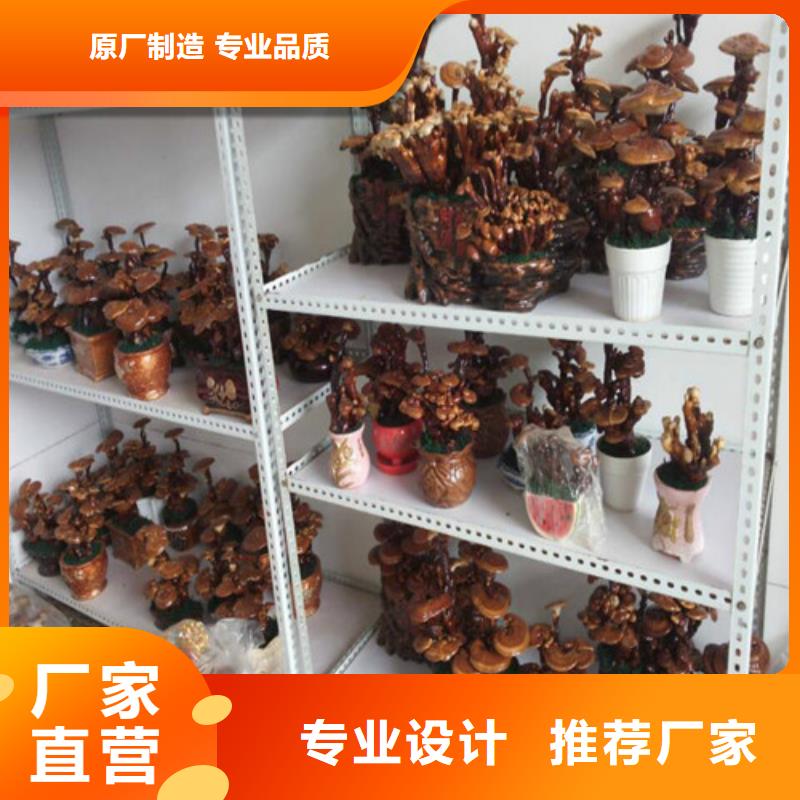 供应干灵芝_精选厂家