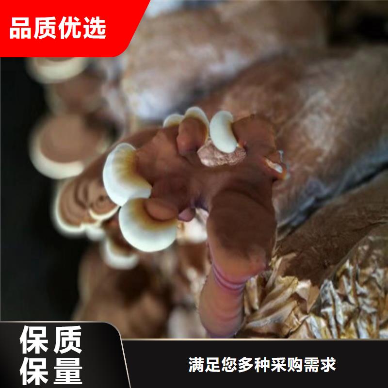 灵芝_灵芝生产品牌