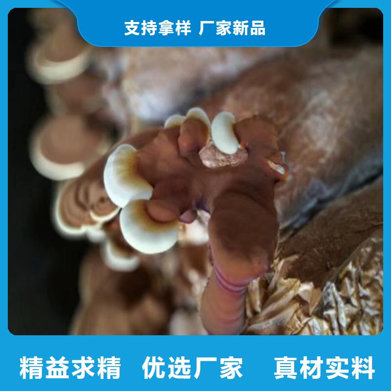 天然灵芝好货不怕比