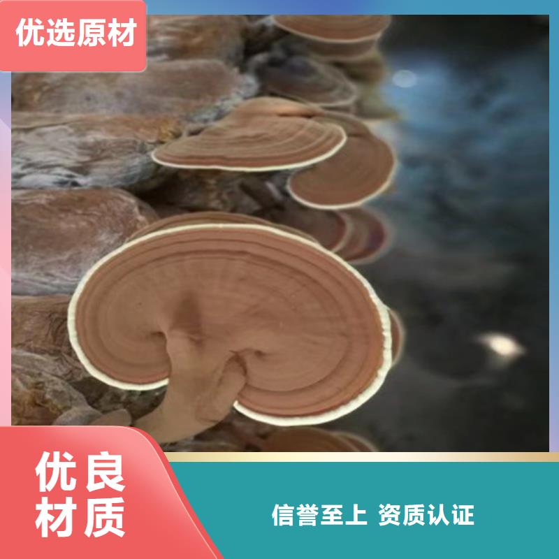 本地的灵芝厂家