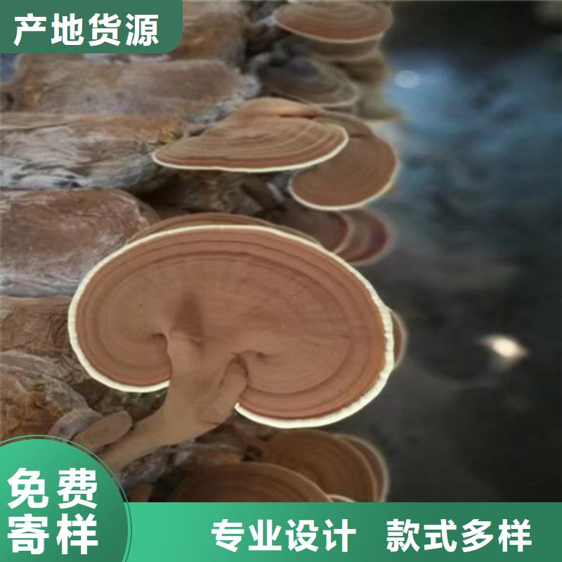 养生灵芝-欢迎新老客户实地考察