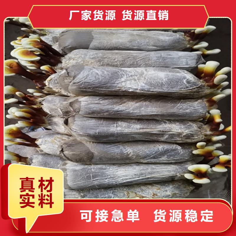 发货及时的煲汤灵芝厂家