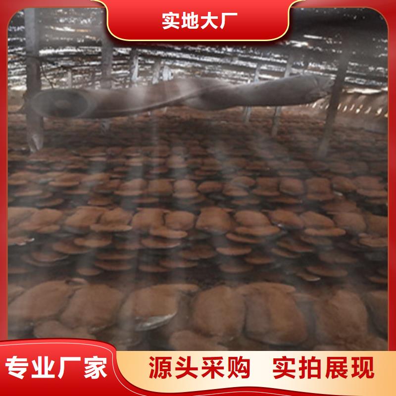 椴木灵芝厂价批发