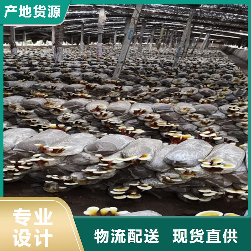 信誉好的袋料灵芝厂家_质量保证