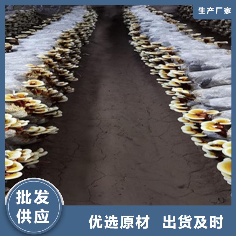 养生灵芝厂家-云海灵芝种植专业合作社