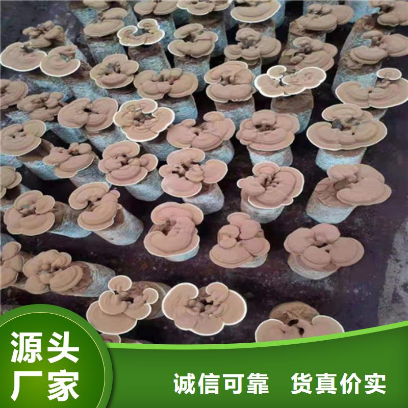 湿灵芝产品案例