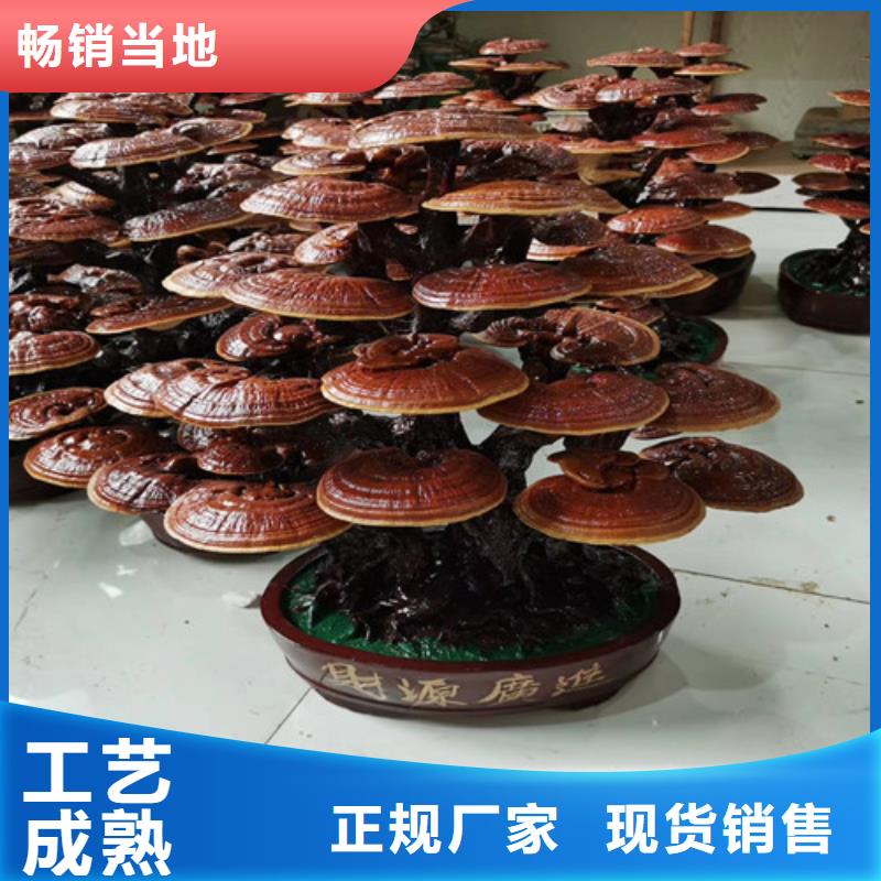 养生灵芝厂家供应价格