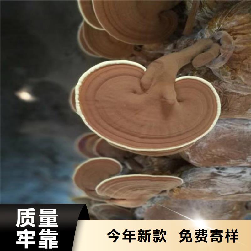 袋料灵芝诚信立足