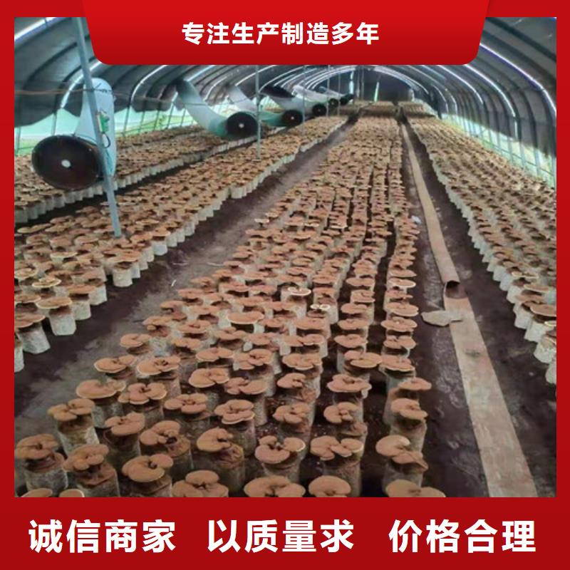 生产天然灵芝_品牌厂家
