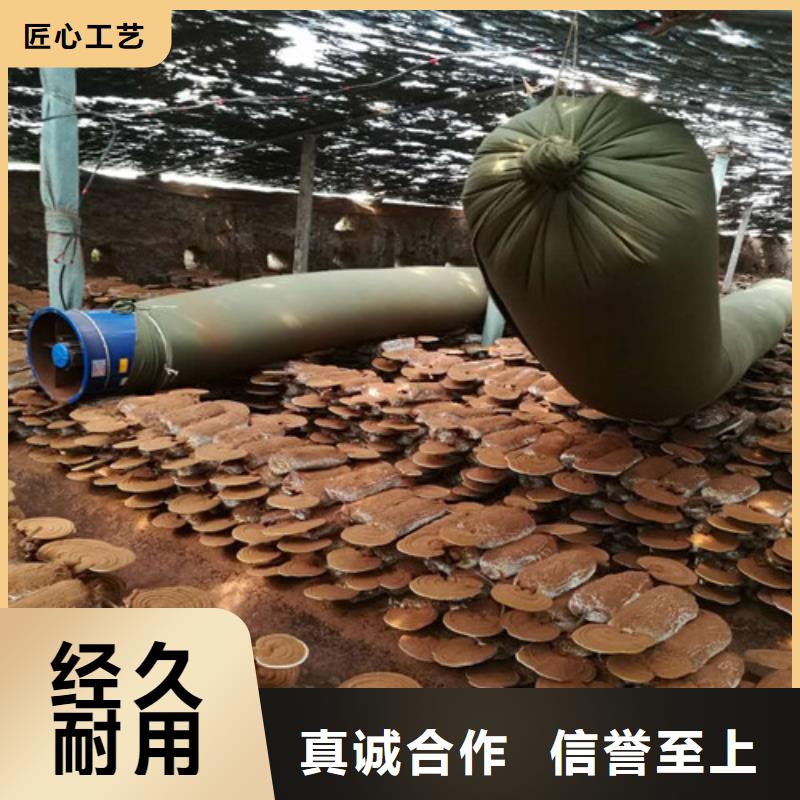 湿灵芝好的选择