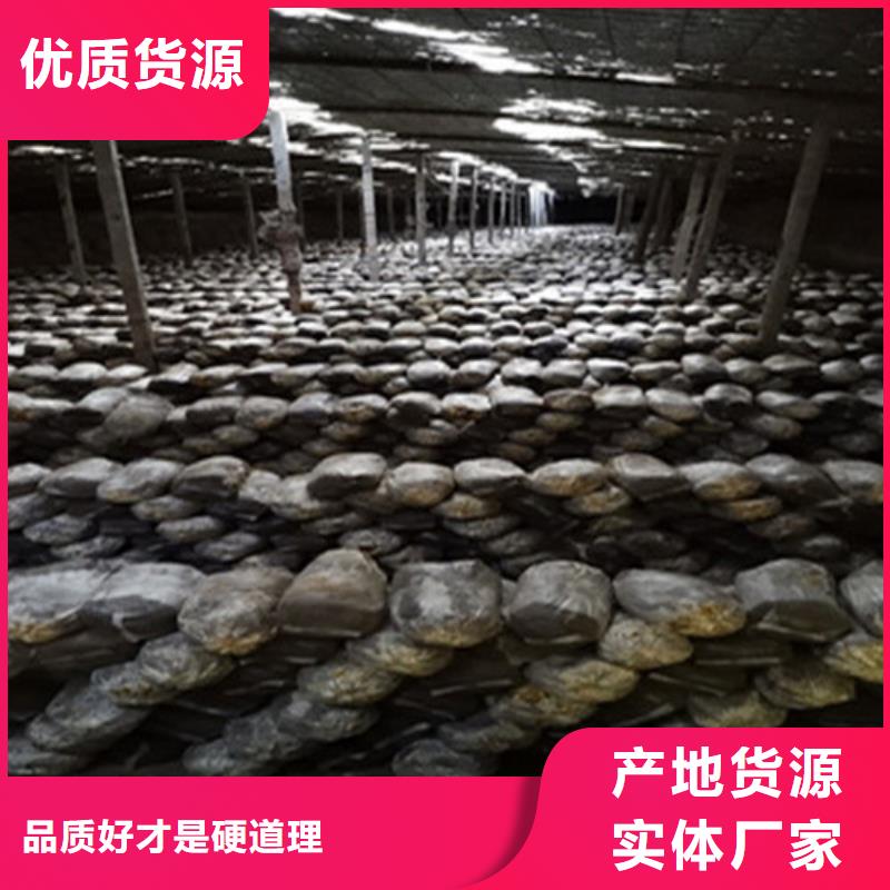 新鲜灵芝厂家，规格全