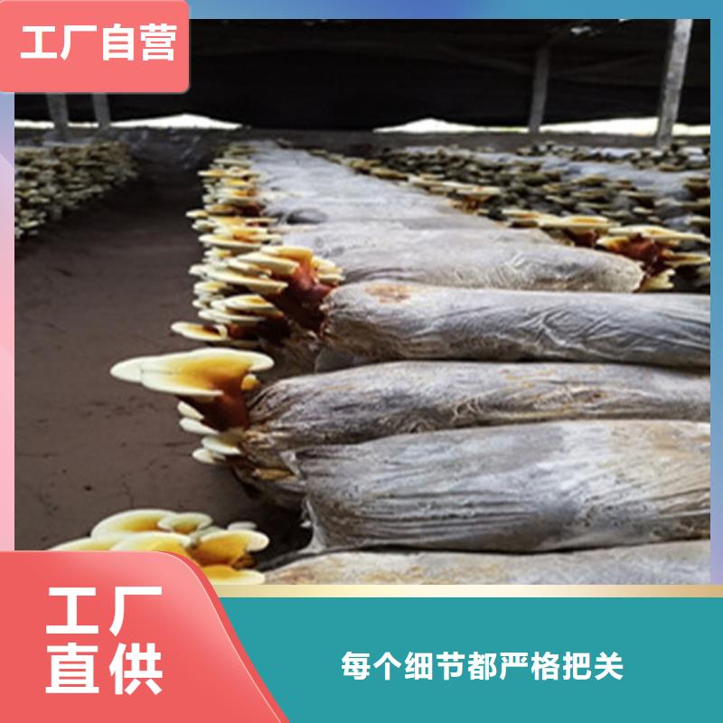 卖天然灵芝的基地
