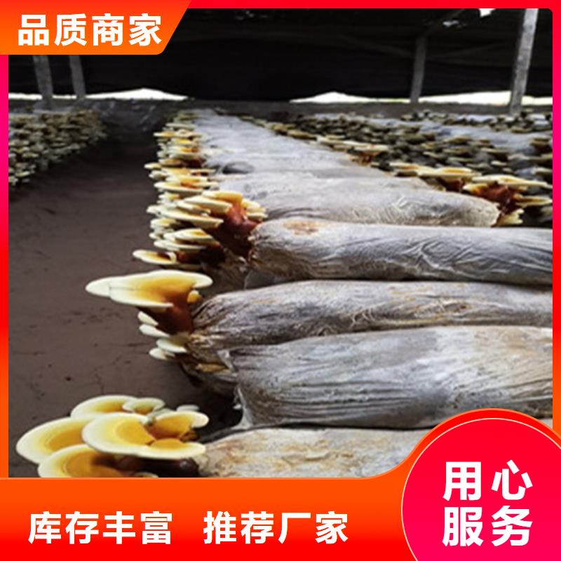 【灵芝】_价格_厂家