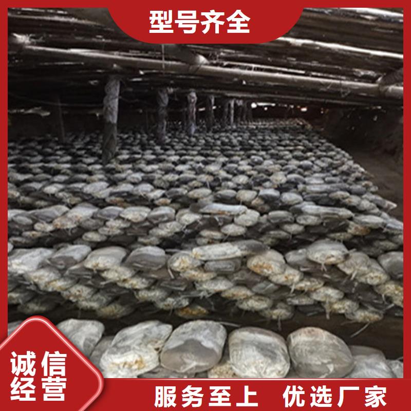 赤灵芝_欢迎致电