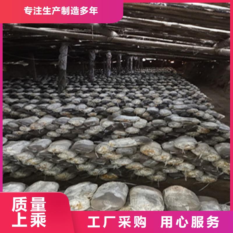 质优价廉的泡酒灵芝批发商