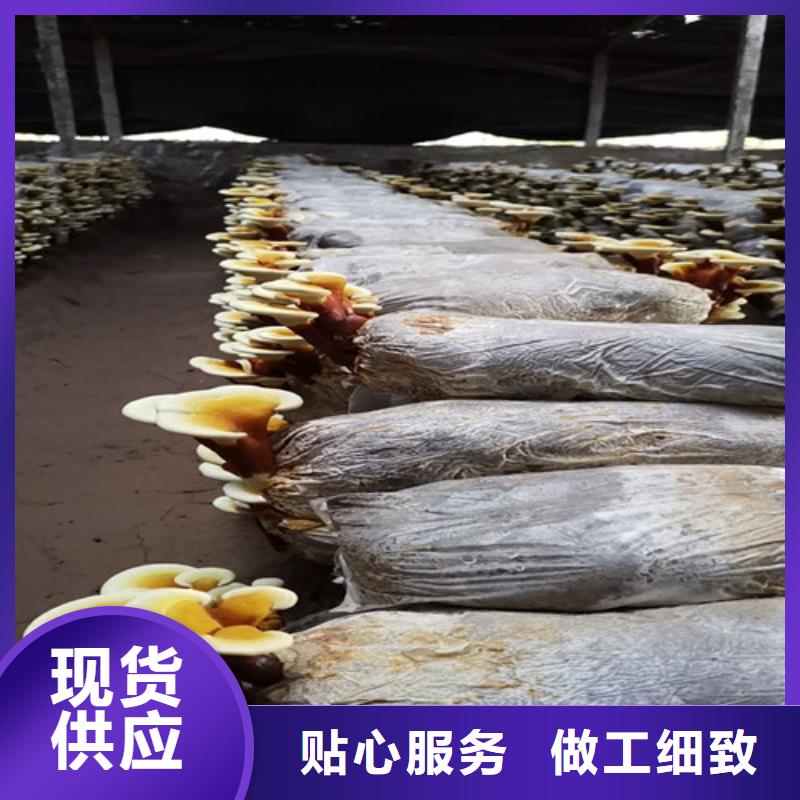 干灵芝直供厂家