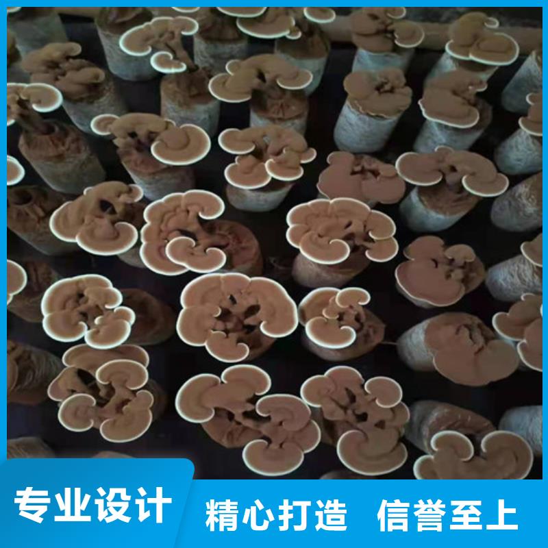 袋料灵芝全国送货上门