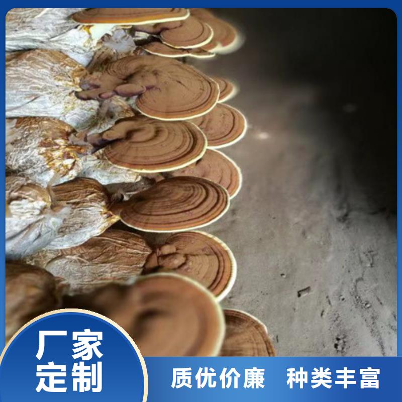 买泡茶灵芝必看-欢迎选购