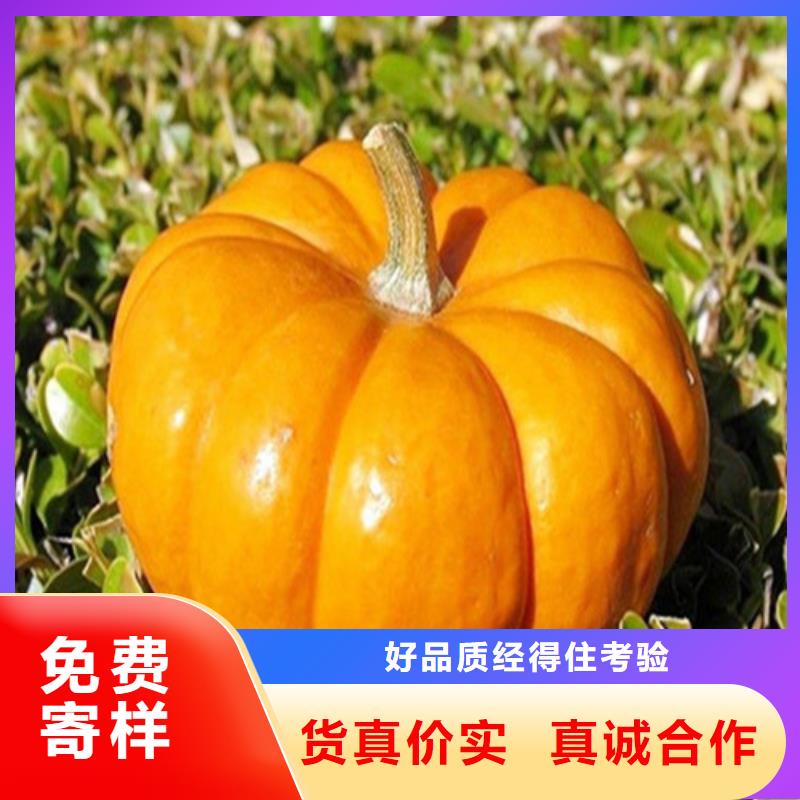 2025##南瓜丁厂家##批发